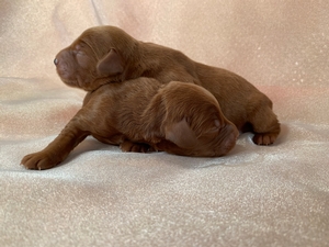 Dark Red F1b Miniature Goldendoodle Puppies for Sale